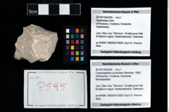 Foto (Objekt + Etikett) von Cracensigillatus acutirostris (Moericke, 1889)  (NHMW-GEO-2014-0194-0595)